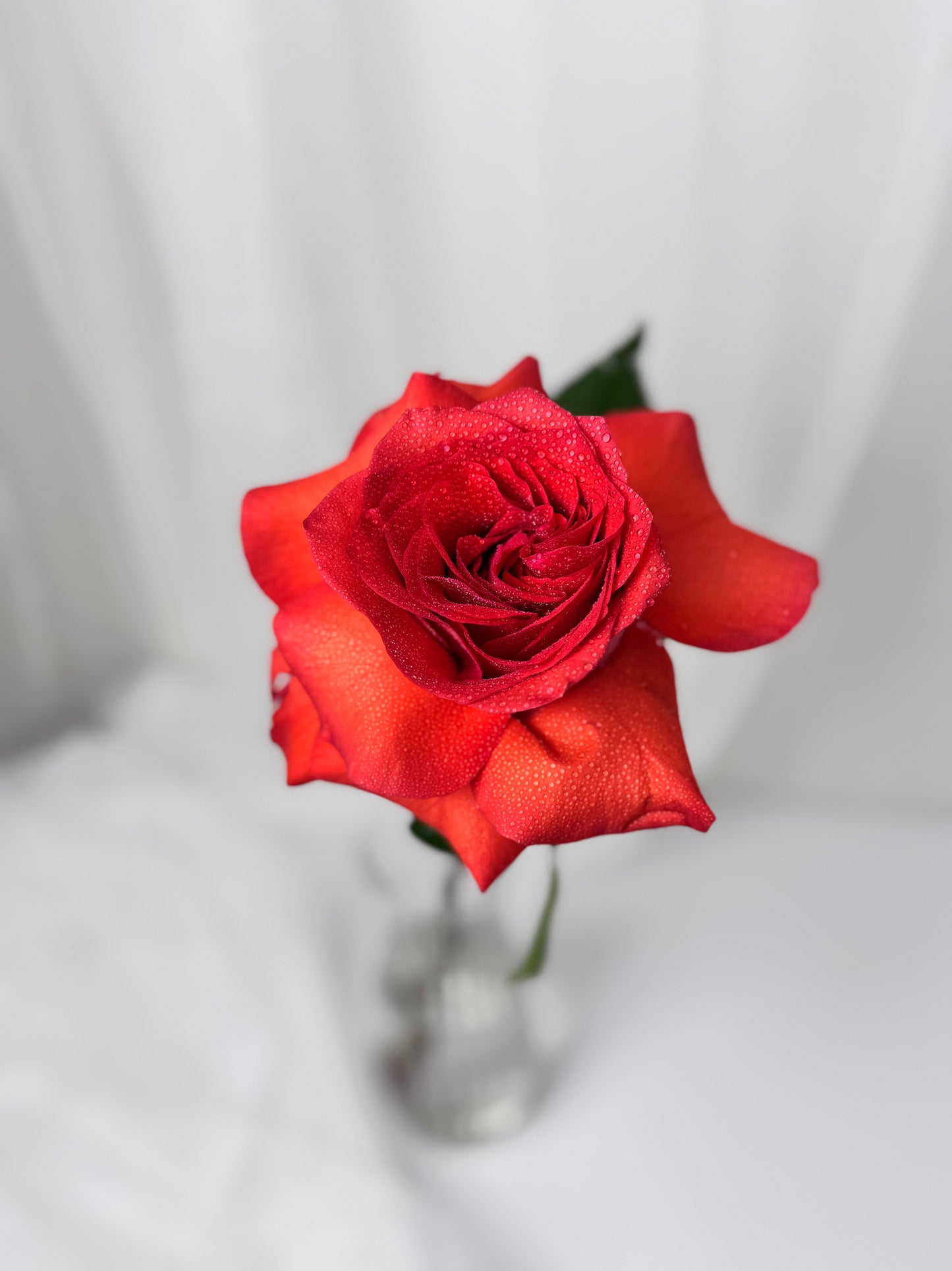 Classic One Rose Elegance